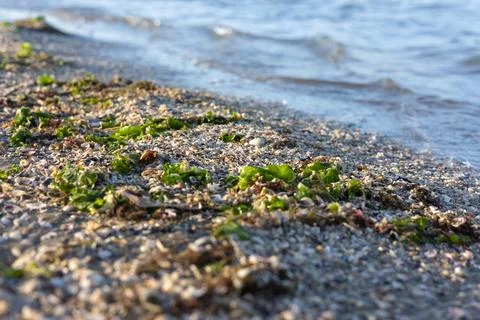 Closeup and selective focus of small pebbles and green algae on the seashore Stock Photos