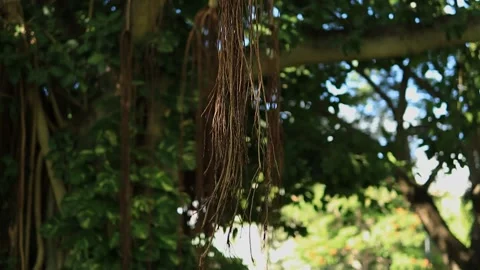 Closeup and tilt of Banyan tree in Hawaii Stock Footage 179635659