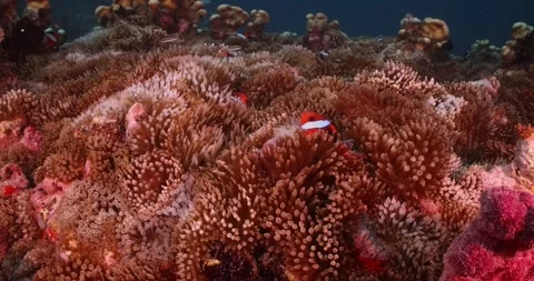 Closeup of anemonefish underwater Stock Footage 302890740
