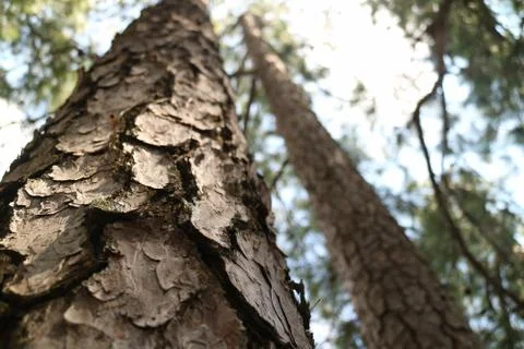 Closeup up angle of tree Stock Photos
