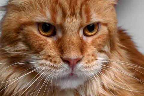 Closeup angry ginger maine coon cat Stock Photos