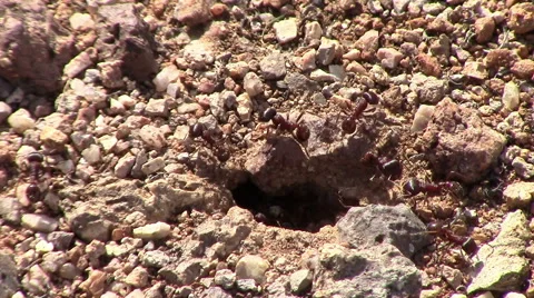Closeup of an ant colony Stock Footage 48011299