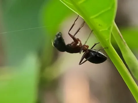 Closeup of ant on green leaf. 스톡 사진