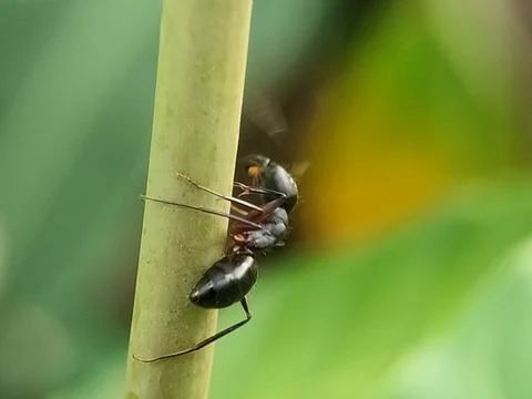 Closeup of ant on green stem. Fotos de archivo