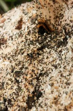 Closeup of ant infested spruce tree trunk Stock Photos