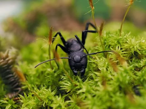 Closeup of an ant on a leaf on nature. Macro Photos