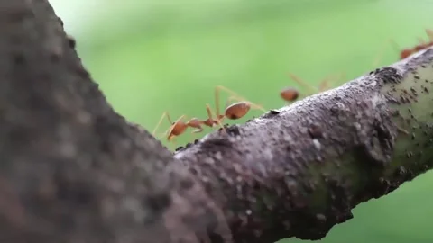 Closeup ant nature Stock Footage 283072055