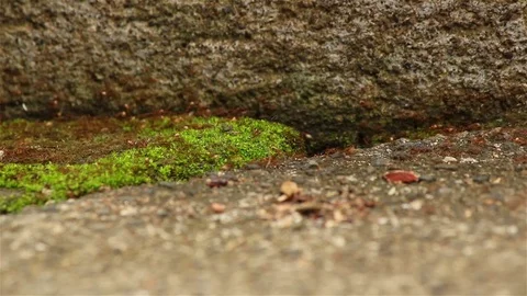 Closeup of an ant path Stock Footage 72446275