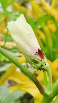 Closeup ant Stock Photos