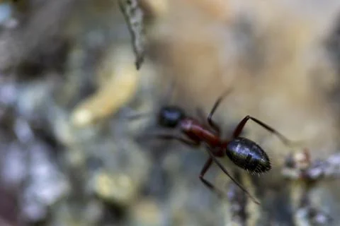 Closeup of ant on the tree bark background Stock Photos