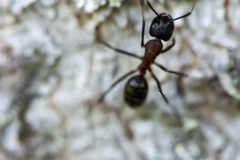 Closeup of ant on the tree bark background Stock Photos