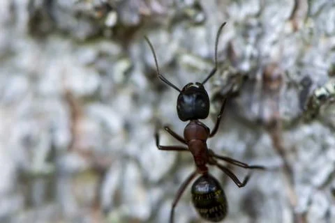 Closeup of ant on the tree bark background Stock Photos