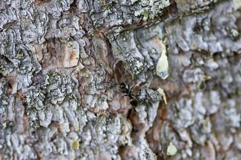 Closeup of ant on the tree bark background Stock Photos