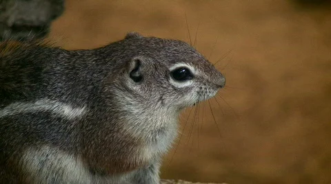 Closeup of an Antelope Ground Squirrel Stock Footage 360709