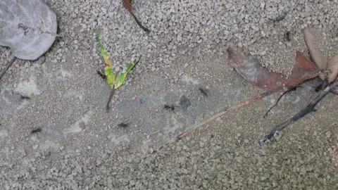 Closeup of Ants Crawling on Sandy Soil 스톡 동영상 329389951