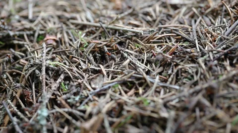 Closeup of an ants nest Stock Footage 39244825