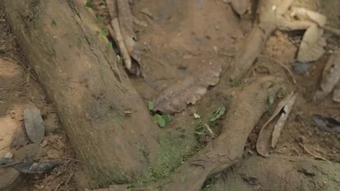 Closeup to ants nest 스톡 동영상 147869577