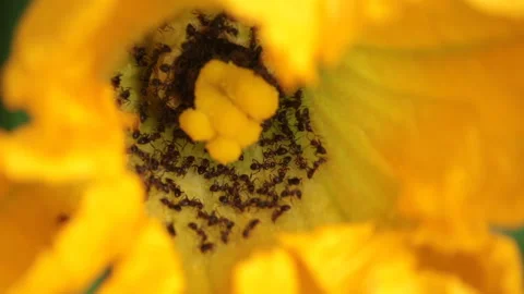 Closeup of ants in squash blossom 動画素材 157423966
