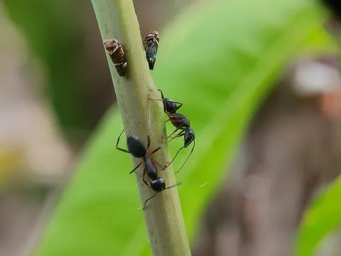 Closeup of ants on a stem. 스톡 사진