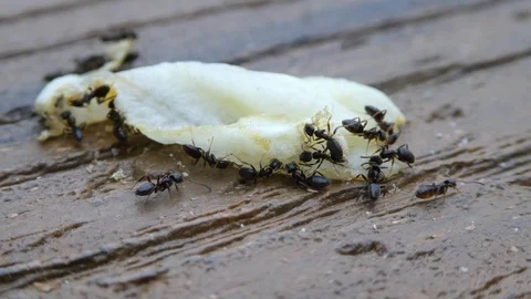 Closeup of ants working on a piece of lettuce Stock Footage 106998464