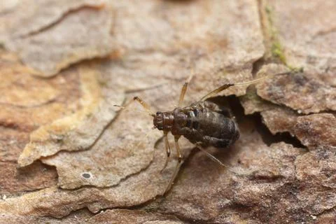 Closeup of an aphid on pine bark Stock Photos
