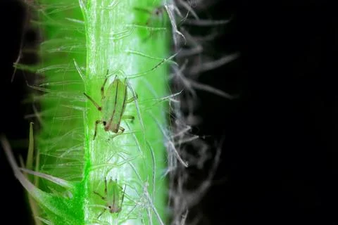 Closeup of Aphid on a thistle stem with black background Stock Photos