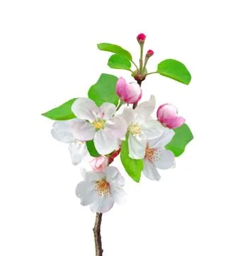 Closeup of apple blossoms with sample text Stock Photos