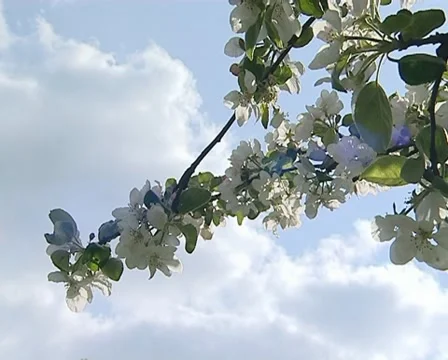 Closeup apple tree bloom Stock Footage 10742671
