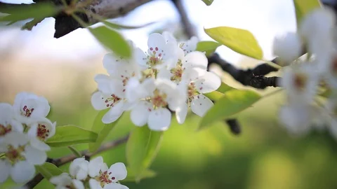 Closeup apple tree branch in a blossom Stock-Footage 128168059