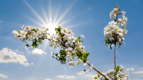 Closeup apple tree branch in blossom under a sparkle sun time lapse scene Stock Footage 160913134