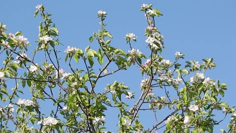 Closeup apple tree branch with buds of flowers in spring. Stock Footage 131612187