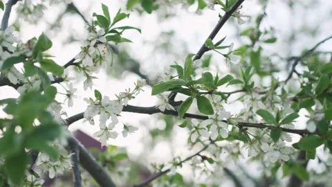 Closeup of apple tree branches with blossoms and beautiful white petals Stock Footage 171654047