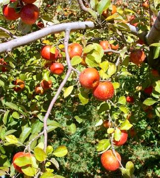 The closeup of apple tree in orchard Stock Photos
