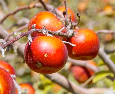 The closeup of apple tree in orchard Stock Photos