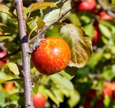The closeup of apple tree in orchard Stock Photos