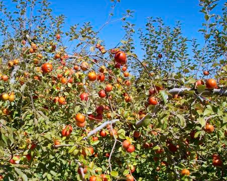 The closeup of apple tree in orchard Stock Photos