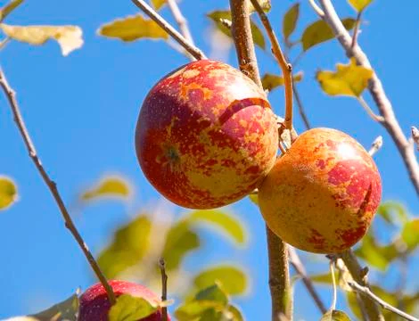The closeup of apple tree in orchard Stock Photos