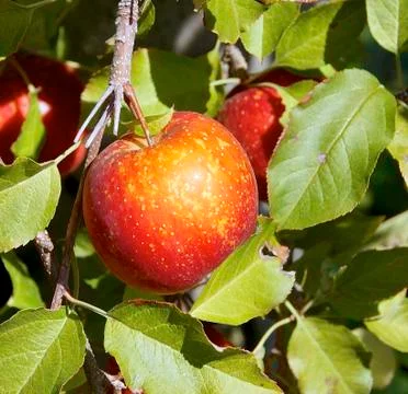 The closeup of apple tree in orchard Stock Photos