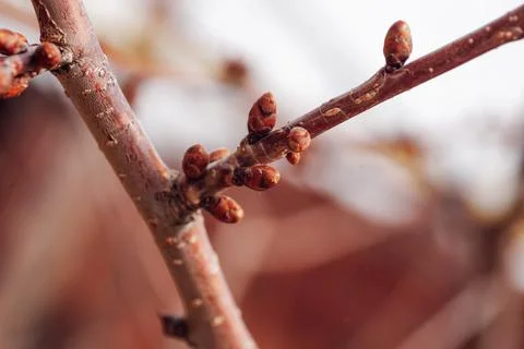 Closeup of apple tree twig with tiny unopened buds on blurry background. Nature Stock Photos