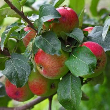 Closeup of apples bunch Stock Photos