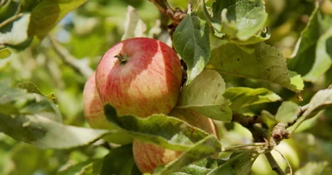 Closeup of apples in a tree branch with rustling leaves Stock Footage 140402030