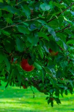 Closeup of Apples on a Tree Stock Photos