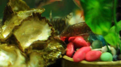 Closeup of Aquarium Stock Footage 38669983