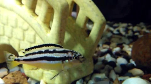 Closeup of Aquarium Stock Footage 47962319