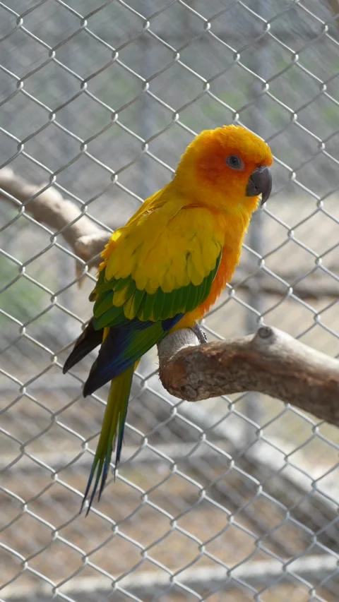 Closeup of Aratinga solstitialis with colorful feather pattern. Sun conure Video stock 331995534