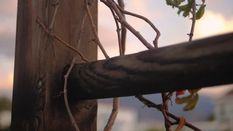 A closeup of an arbor twined round with grape leaves Video stock 103476819