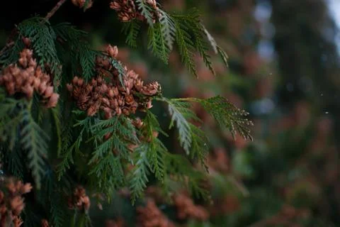 Closeup of arborvitae tree branches and its buds Foto stock