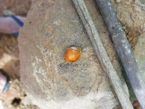 Closeup of an Areca nut over the stone Foto stock