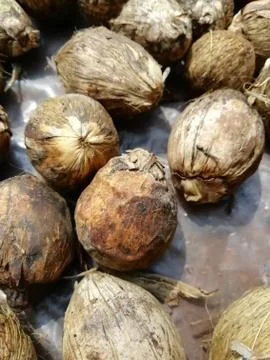 Closeup of areca nuts isolated on a surface Foto stock