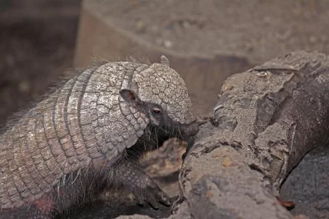 Closeup of an armadillo Stock Photos